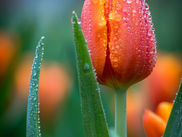 Tulips