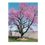 Thumbnail: Eastern Redbud
