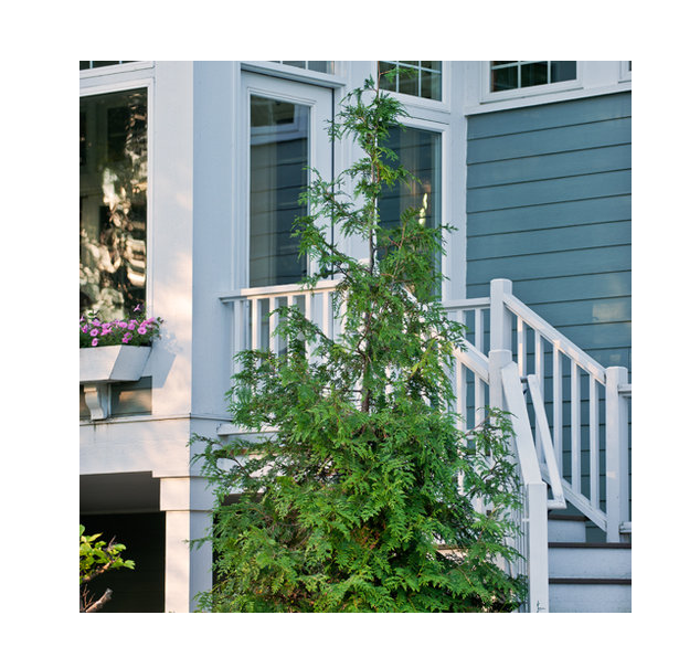 Thumbnail: Soft Serve®  False Cypress