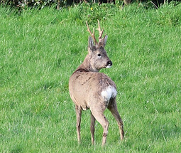 Photo of a Munckjack deer