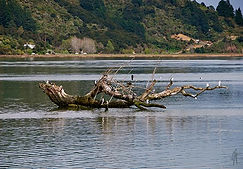 Marlborough Sound - South Island - Mussel Farm-1aafasf.jpg