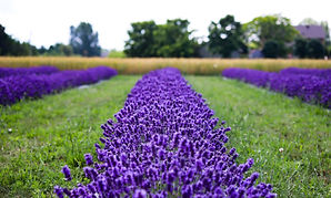 Vibrant Purple Lavender Rows.jpeg