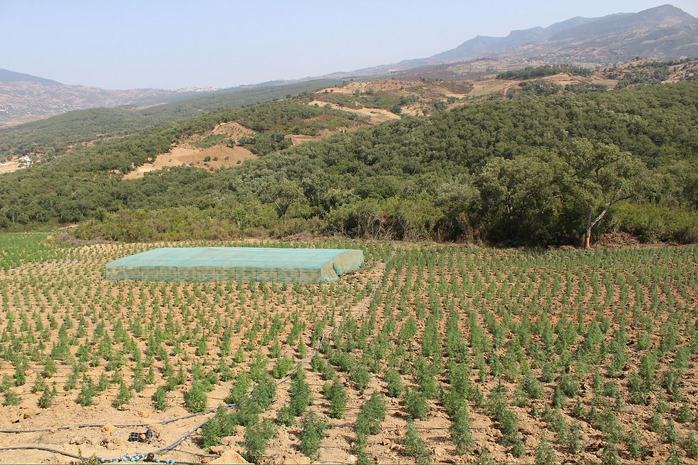 De mutiples terroires et des génétiques locales ainsi que