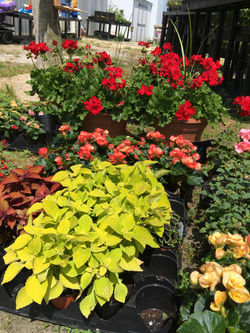 Plants & Flowers 1