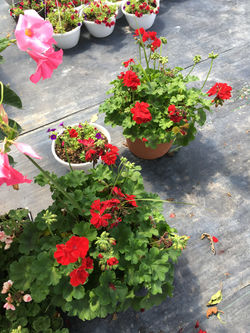 Geraniums