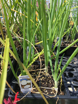 White Sweet Spanish Onion
