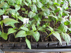 Pepper Plants