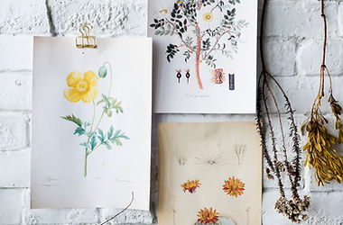 Flower Illustrations