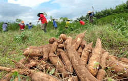 cultivo-de-yuca-blog-almidones