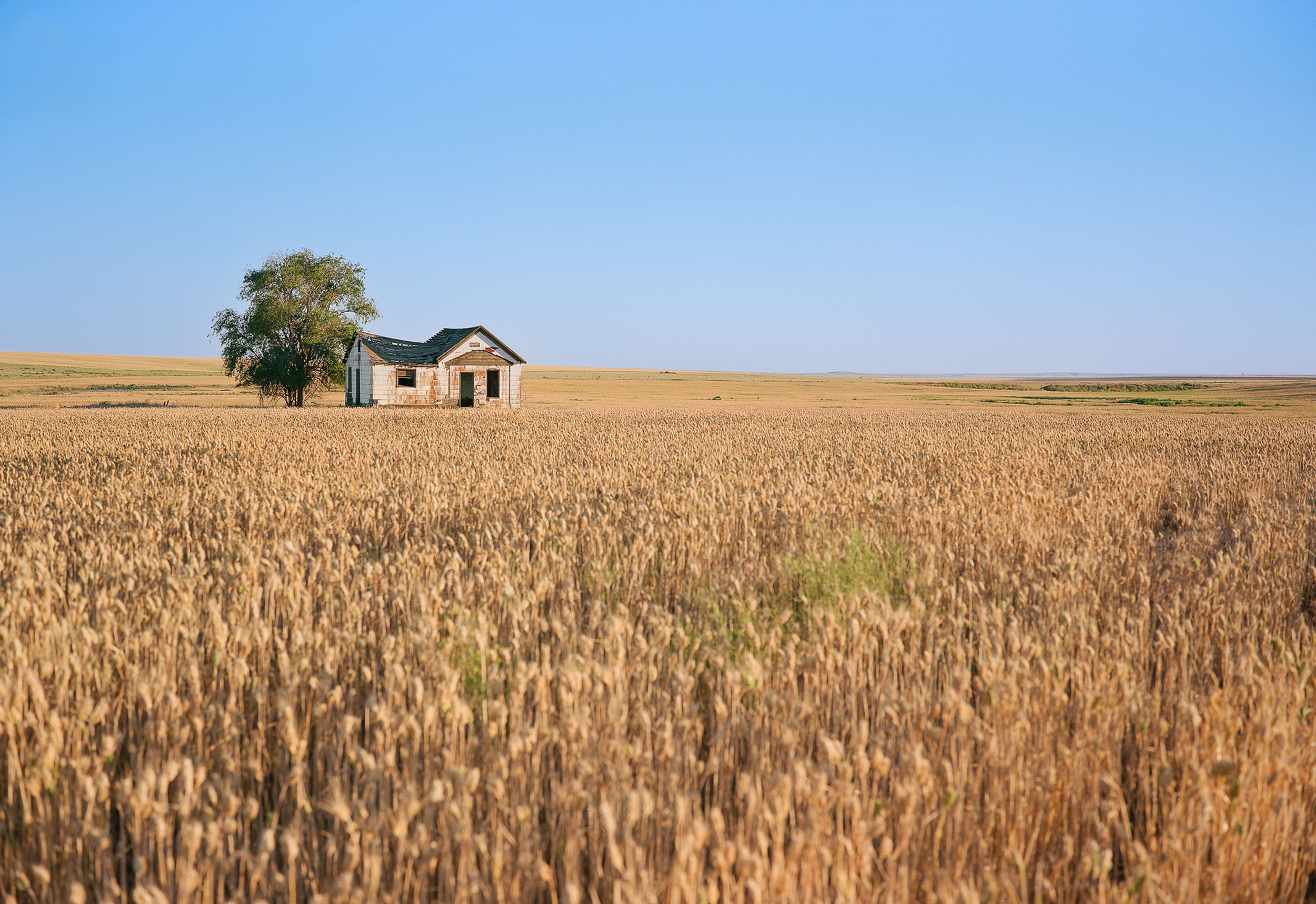 Abandoned house standing alone among amber grain fields in rural Washington farmland.