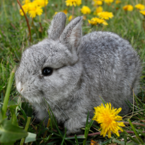 Summer gardening - poisonous plants for rabbits