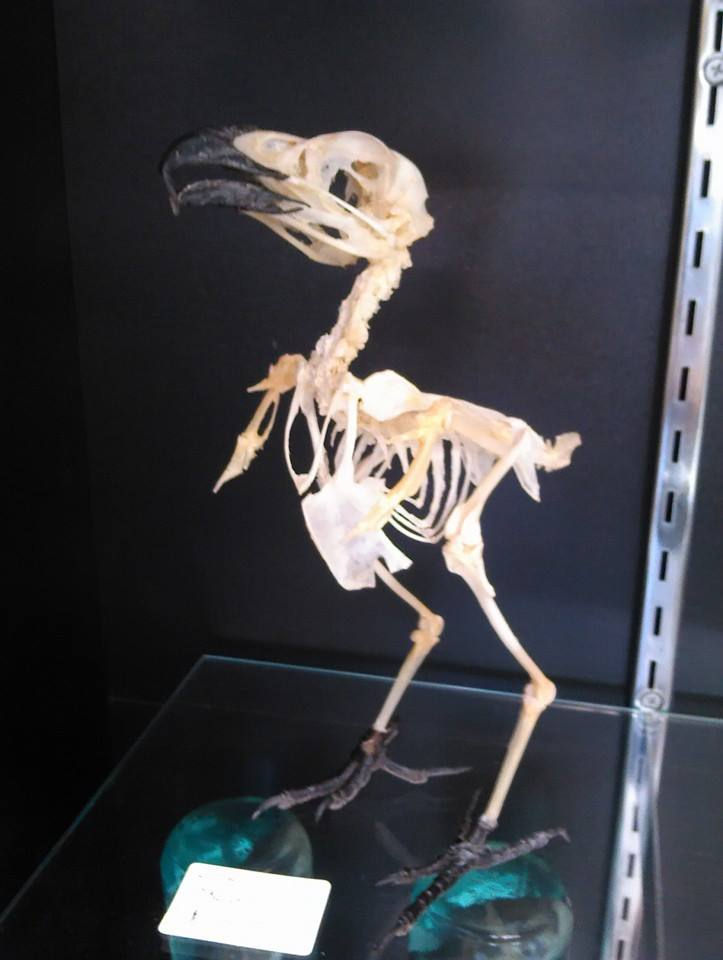 Bird Skeleton