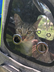 a cat in a cat carrier back pack going for a walk outside