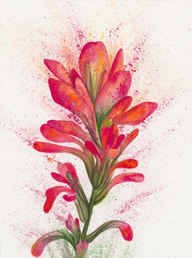 Indian paintbrush, Baileya White Art