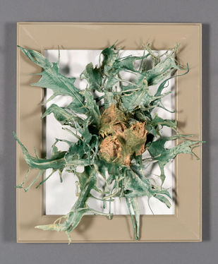 Funks Thistle, Baileya White Art