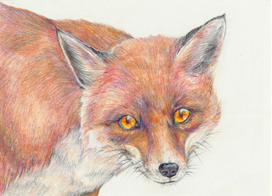 Fox, Baileya White Art
