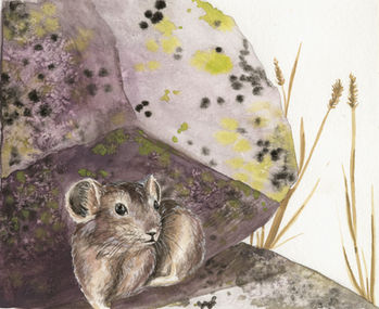 Pika, Baileya White Art