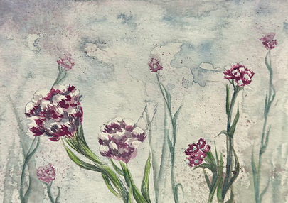 Rosy Pussytoes (Antennaria rosea) Baileya White Art