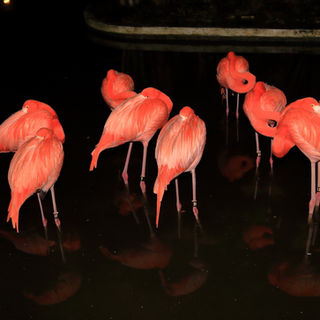 flamands roses dans la nuit
