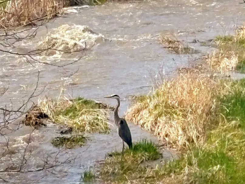bird standing in a creek