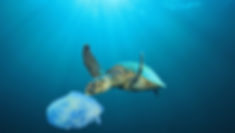 Plastic Polluted Ocean