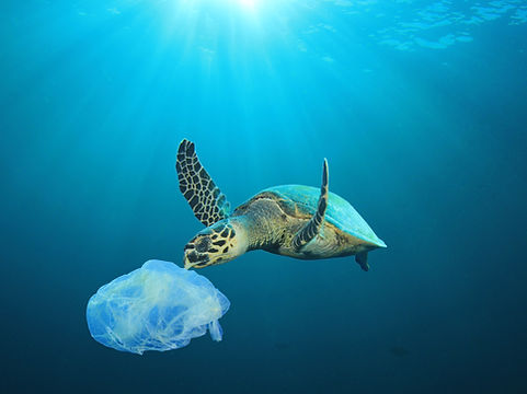Plastic Polluted Ocean