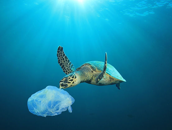 Plastic Polluted Ocean