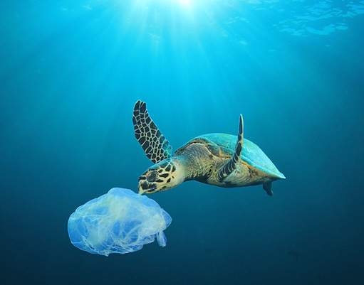 Plastic Polluted Ocean