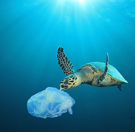 Plastic Polluted Ocean