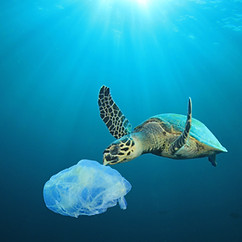 Plastic Polluted Ocean