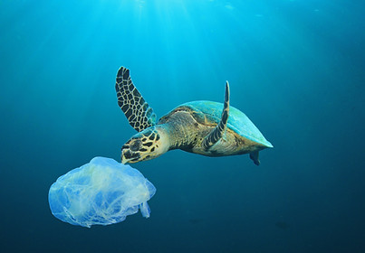Plastic Polluted Ocean