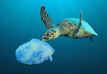 Plastikmüll Meer Tiere