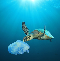 Plastic Polluted Ocean