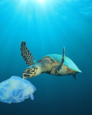 Plastic Polluted Ocean