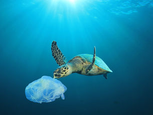 Single Use Plastic Ban - How we have implimented change!