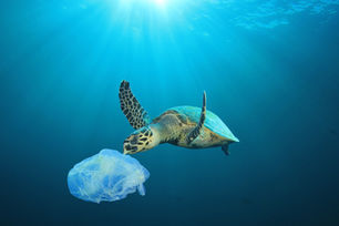 Bad News for Loggerhead Turtles