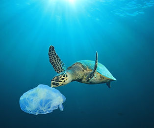Plastic Polluted Ocean
