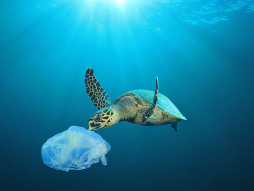 Plastic VS Ocean