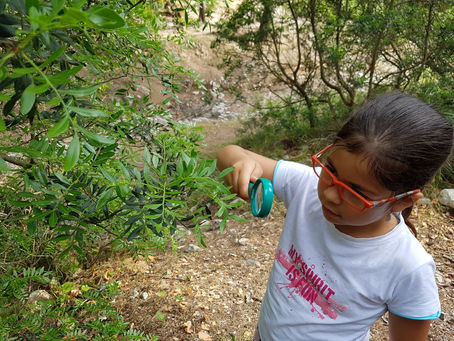 2n Curs. Descobrim el bosc (La Victòria)