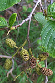 250px-Alnus_rhombifolia_NPS.jpg