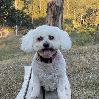 Molly.jpg