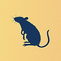 Rodents, Rats, Mouse