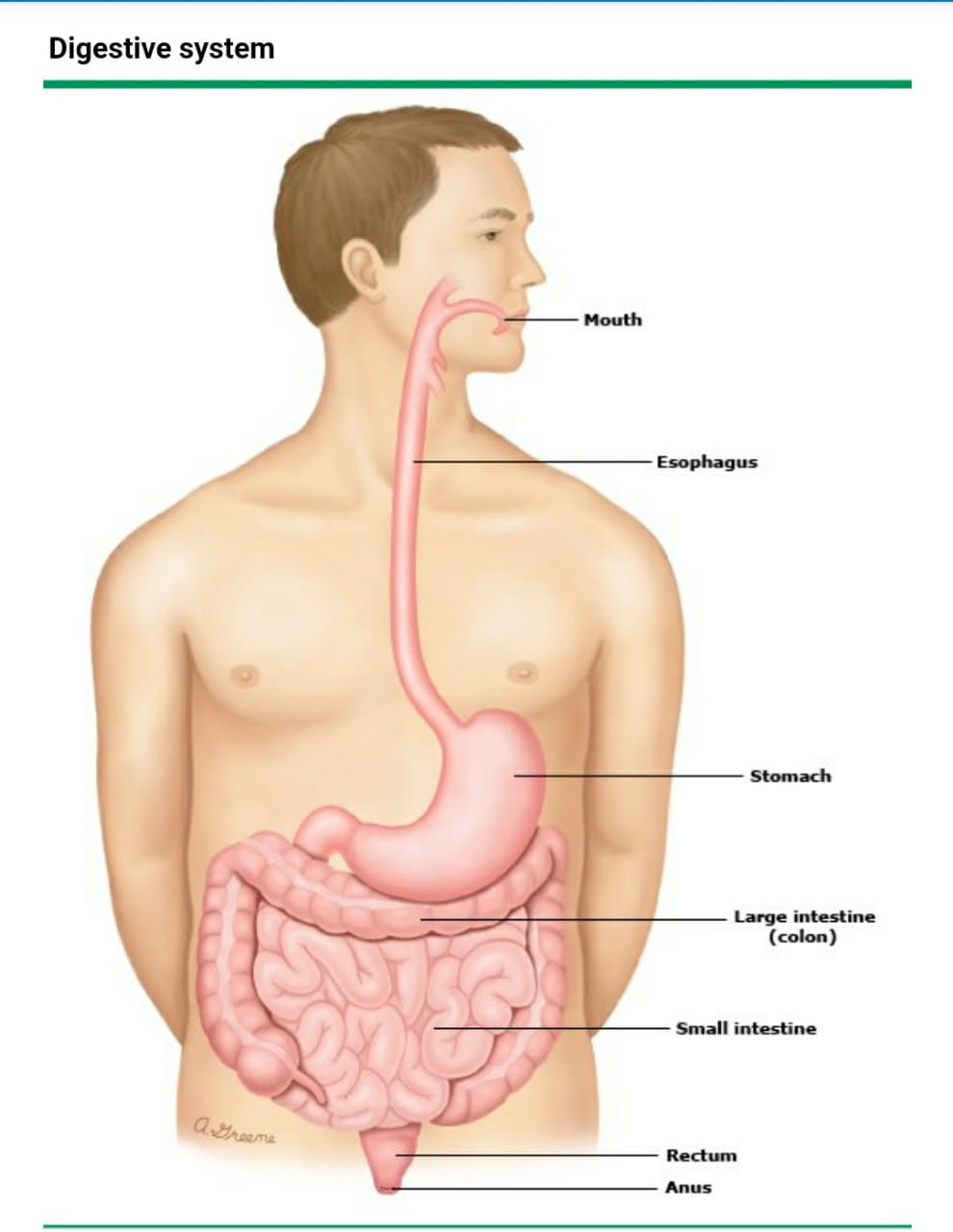Crohns disease is treated by a Gastroenterologist