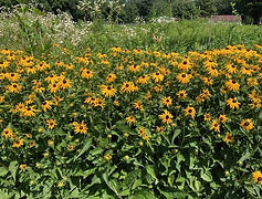 Black-Eyed Susans.jpeg