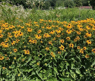 Black-Eyed Susans.jpeg