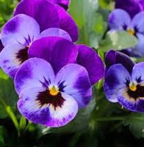 Pansies.jpg