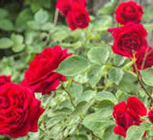 Rosebushes.jfif