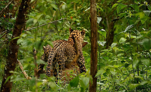 Bandipur-Coorg-Wayanad