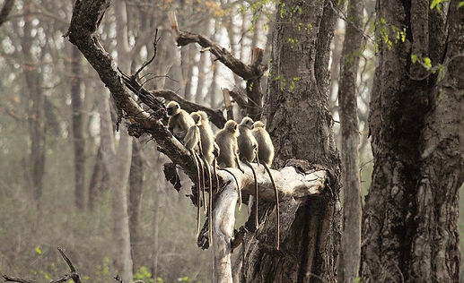 Coorg-Wayanad-Holiday Package