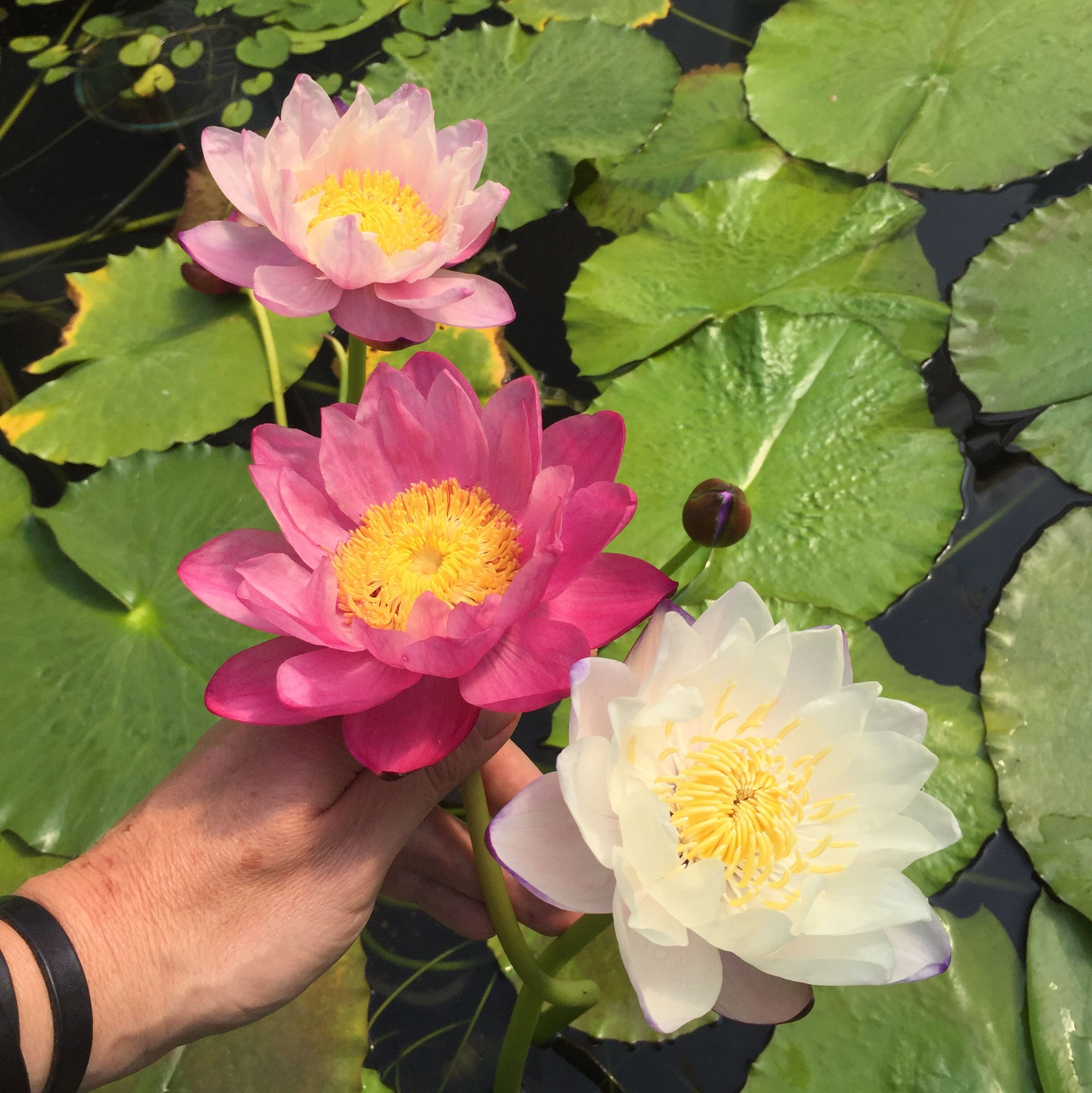 Nymphaea atrans immutabilis